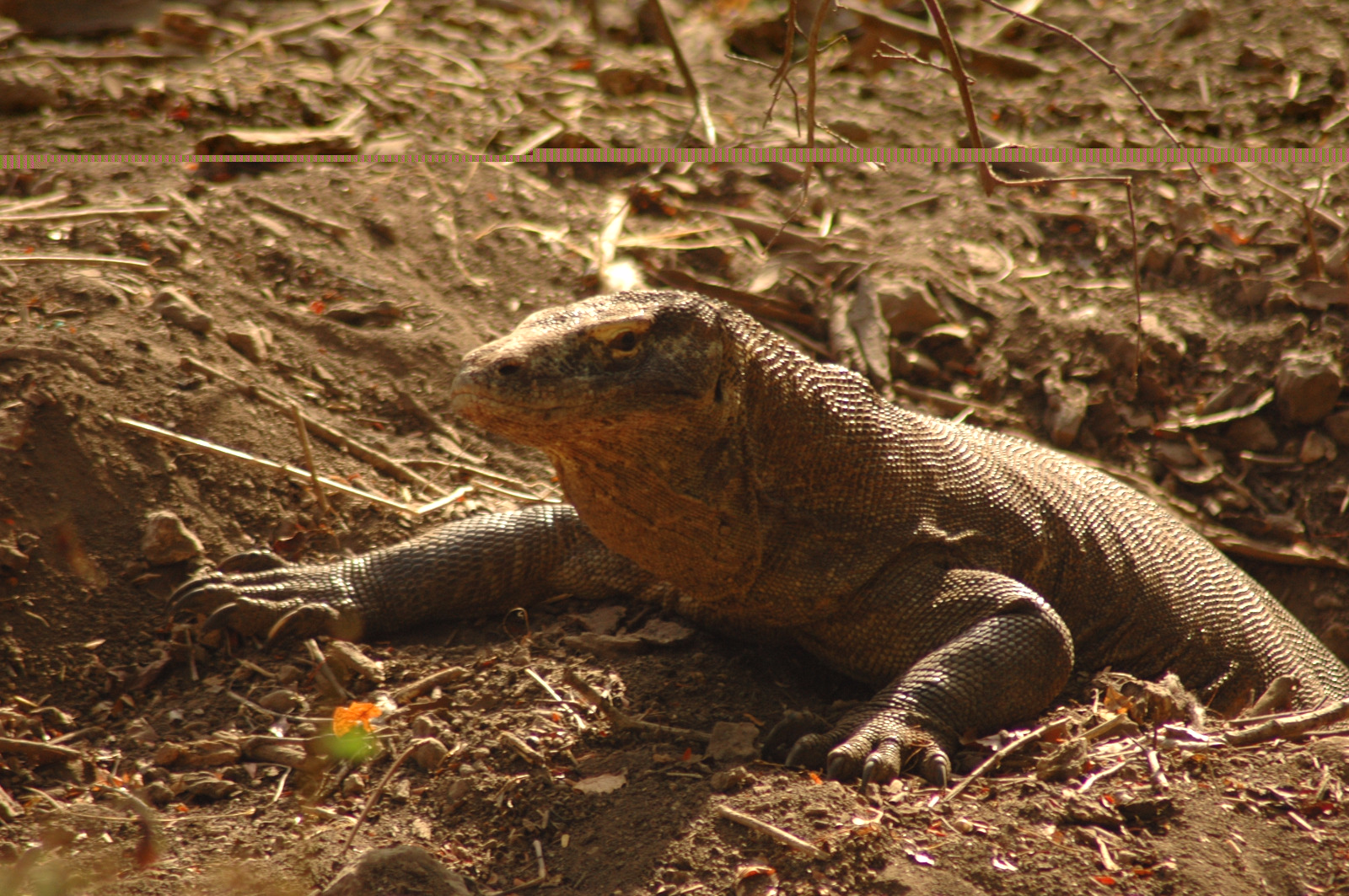 komodo 3 hari sharing