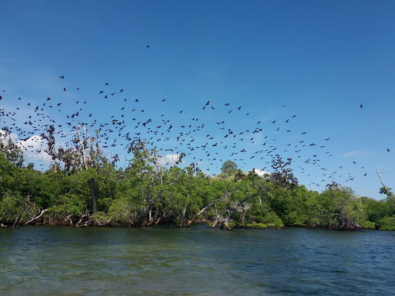 komodo 3 hari sharing